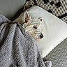 animal, blanket, couch, cozy, dog, ears, fur, gray_blanket, home, indoor, pet, pillow, portrait, relaxed, resting, scruffy_dog, sleeping, small_dog, snout, white_dog