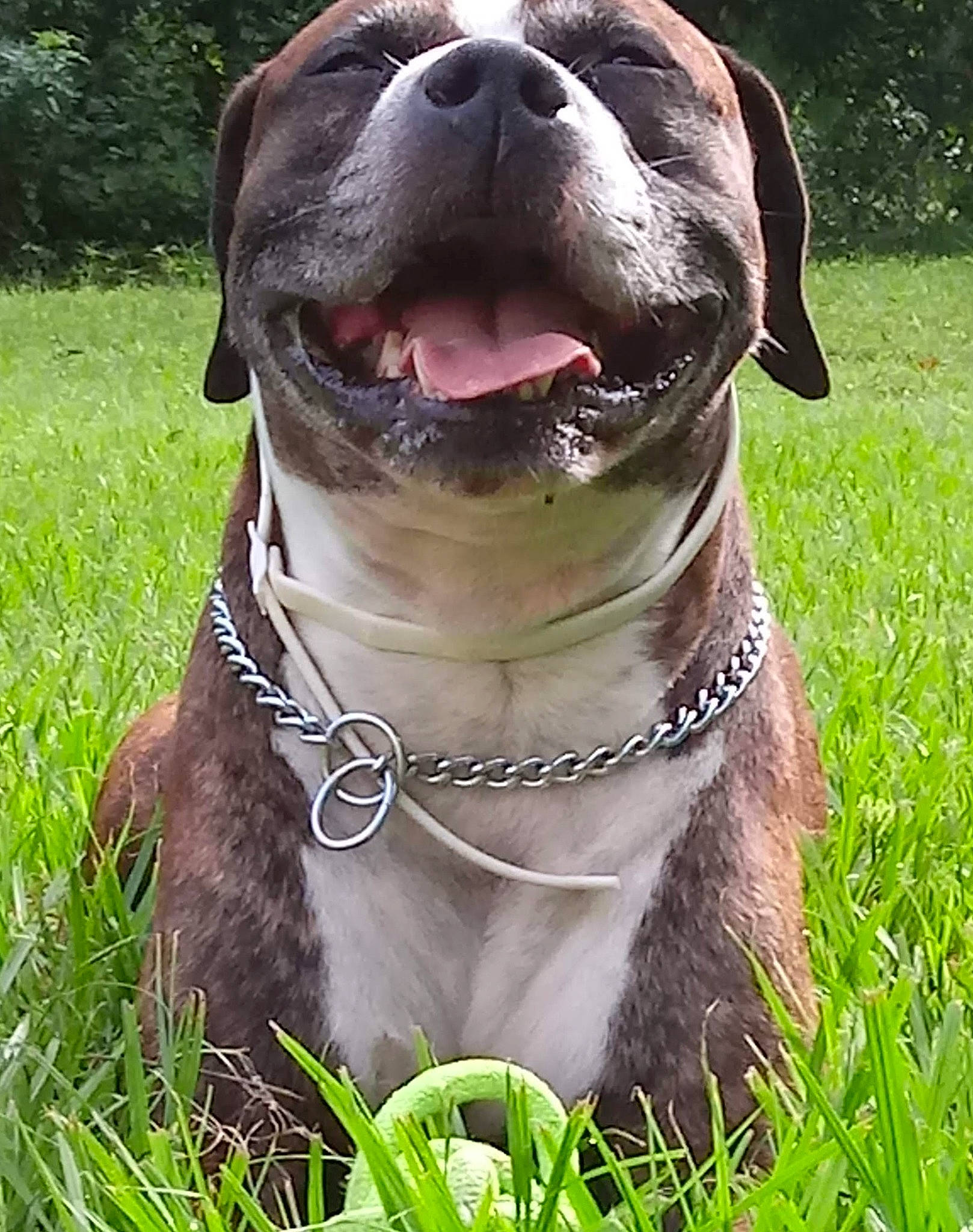 Gotti joined the competition — help win amazing prizes! canidae, carnivore, collar, companion_dog, dog, dog_breed, dog_collar, fawn, grass, gun_dog, liver, pet_supply, plant, snout, sporting_group, terrestrial_animal, tree, whiskers, working_animal, working_dog