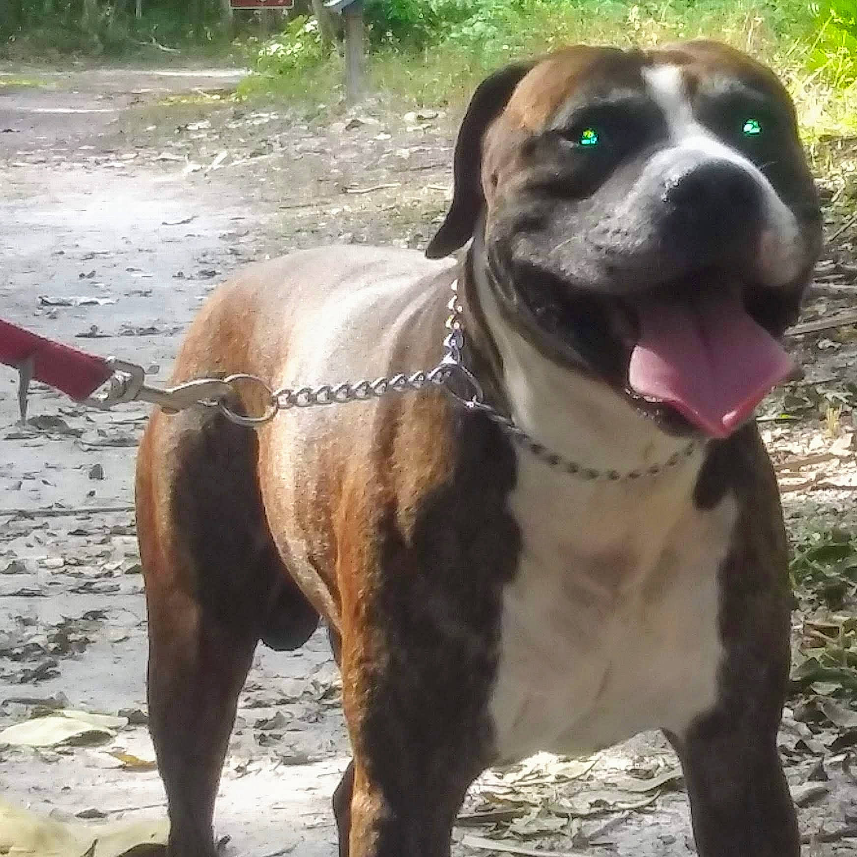 Gotti joined the competition — help win amazing prizes! carnivore, collar, companion_dog, dog, dog_breed, dog_collar, dog_supply, fawn, grass, guard_dog, liver, molosser, pet_supply, plant, snout, sporting_group, terrestrial_animal, whiskers, working_animal, working_dog