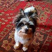 Max joined the competition — help win amazing prizes! dog, small_dog, mixed_coat, fluffy, looking_up, eyes, ears, nose, paws, portrait, indoor, carpet, patterned_rug, red_rug, home_interior, pet, cute, stare, whiskers, fur