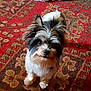 dog, small_dog, mixed_coat, fluffy, looking_up, eyes, ears, nose, paws, portrait, indoor, carpet, patterned_rug, red_rug, home_interior, pet, cute, stare, whiskers, fur