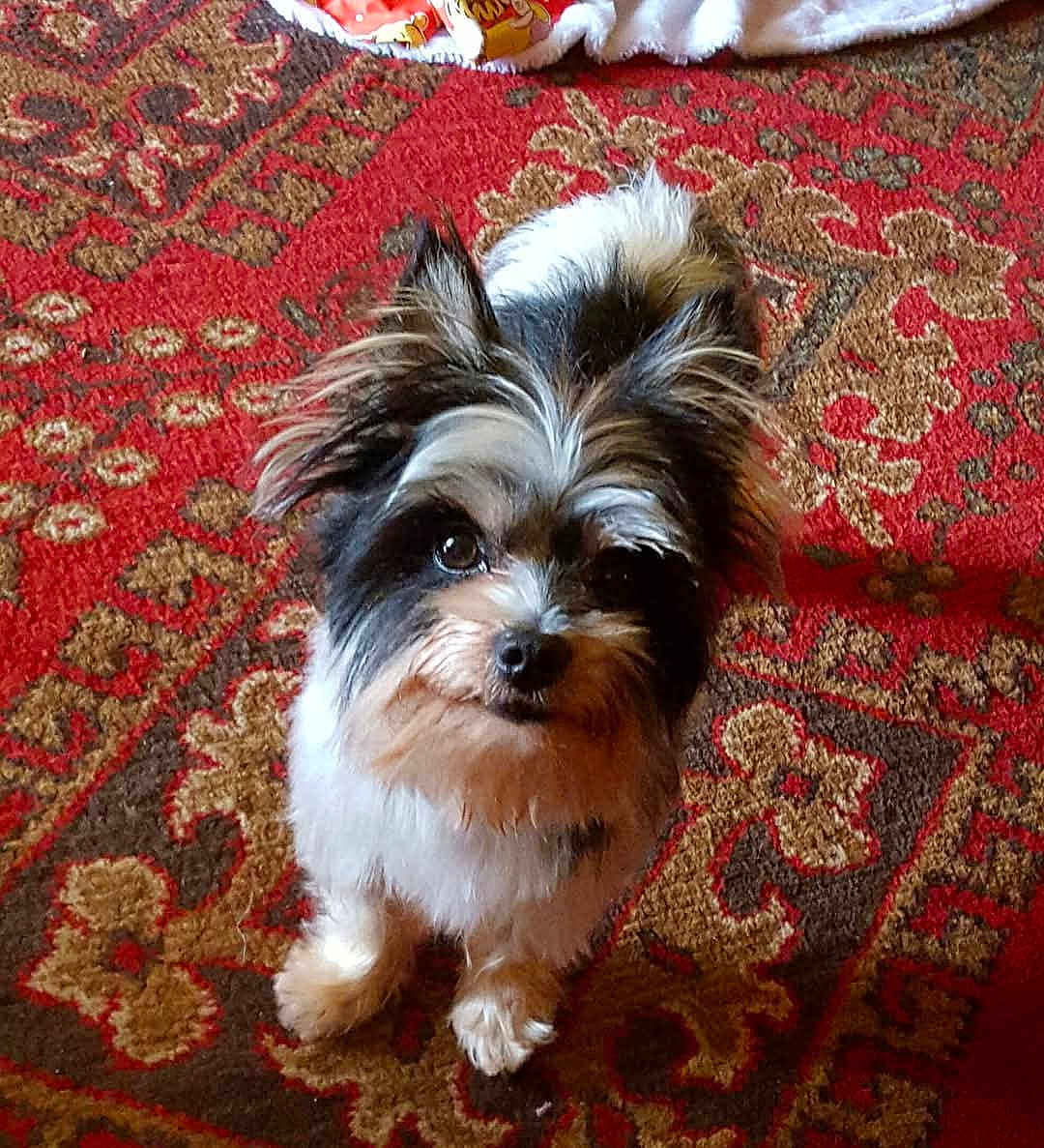 Max joined the competition — help win amazing prizes! dog, small_dog, mixed_coat, fluffy, looking_up, eyes, ears, nose, paws, portrait, indoor, carpet, patterned_rug, red_rug, home_interior, pet, cute, stare, whiskers, fur