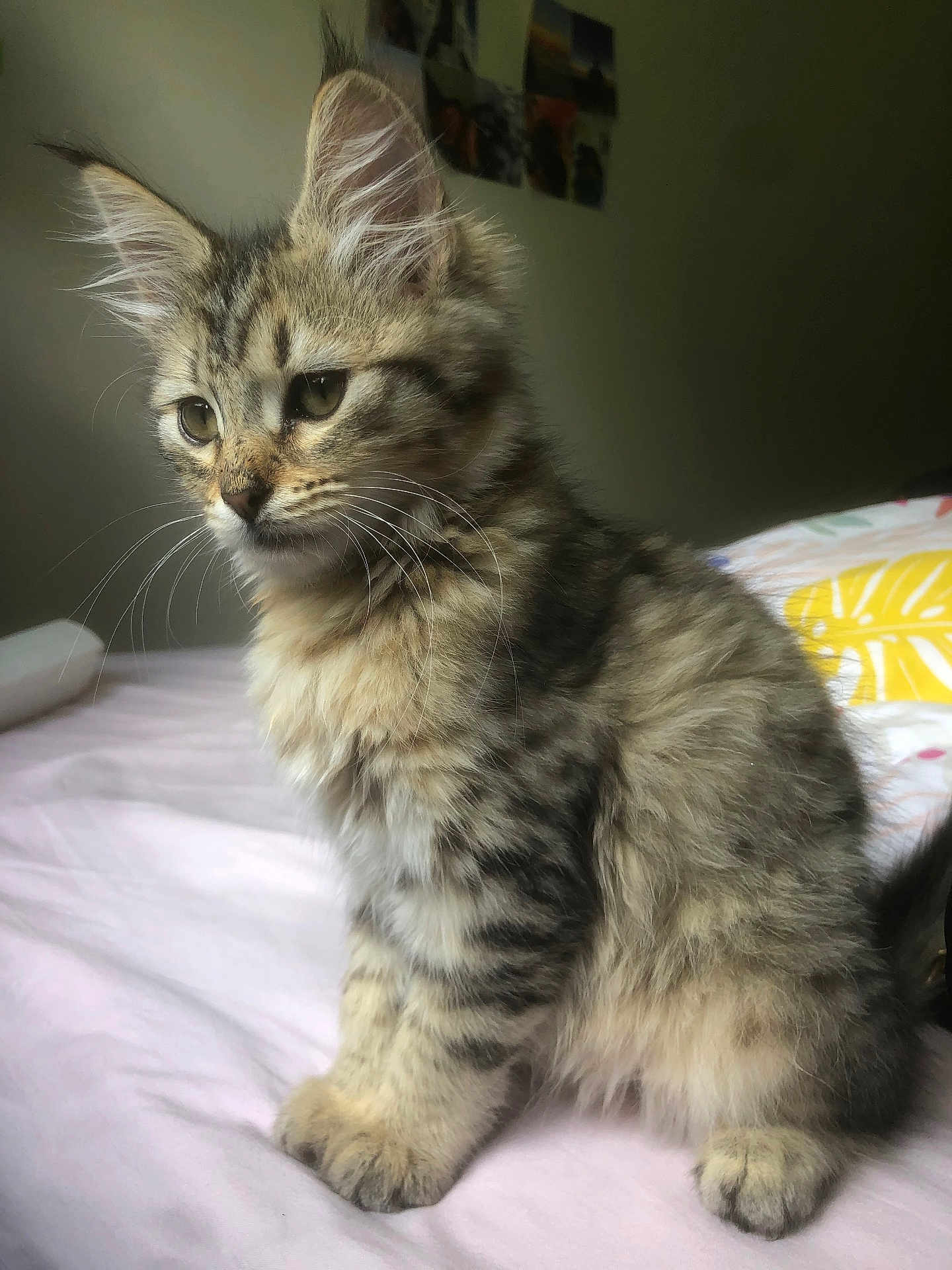 Unaya a rejoint le concours — aidez-le/la à gagner de superbes lots ! kitten, cat, tabby, fur, whiskers, indoor, bed, soft, pet, animal, cute, young, feline, sleeping_area, domestic, mammal, fluffy, small, cozy, portrait