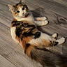 cat, calico_cat, kitten, fluffy, fur, whiskers, green_eyes, pink_nose, collar, lying_down, indoor, wooden_floor, home, pet, animal, portrait, relaxed, long_tail, tricolor, cute