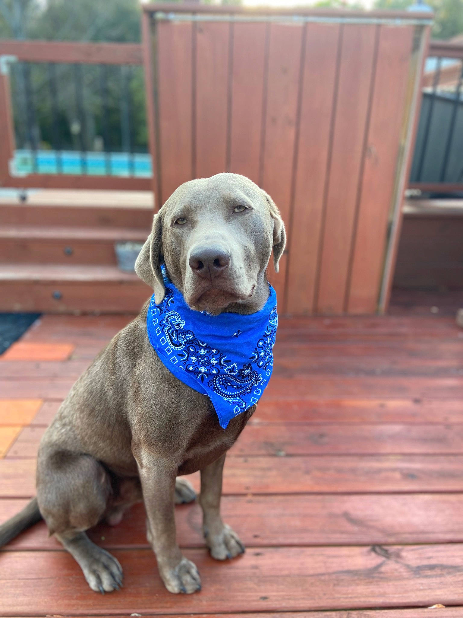 Gage joined the competition — help win amazing prizes! canidae, carnivore, collar, companion_dog, dog, dog_breed, dog_collar, dog_supply, electric_blue, fawn, fence, gun_dog, hardwood, pet_supply, plank, snout, sporting_group, terrestrial_animal, whiskers, wood