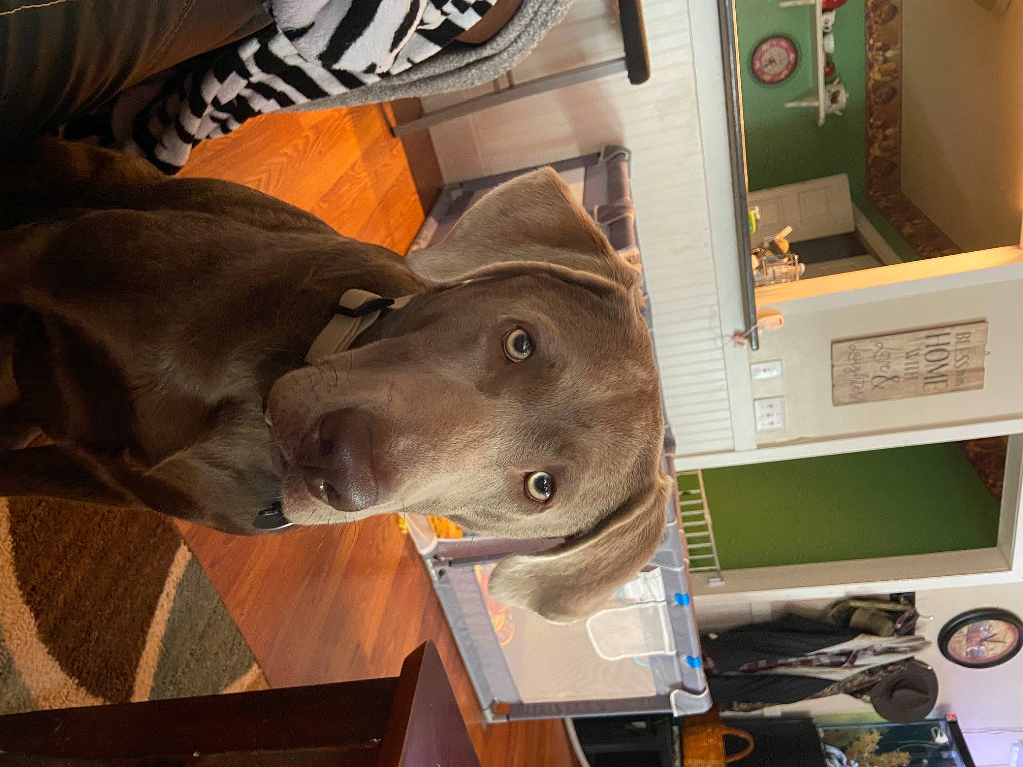 Gage joined the competition — help win amazing prizes! canidae, carnivore, collar, computer_hardware, dog, dog_breed, engineering, fashion_accessory, fawn, hat, headgear, helmet, liver, machine, metal, non_sporting_group, personal_protective_equipment, snout, sporting_group, working_animal