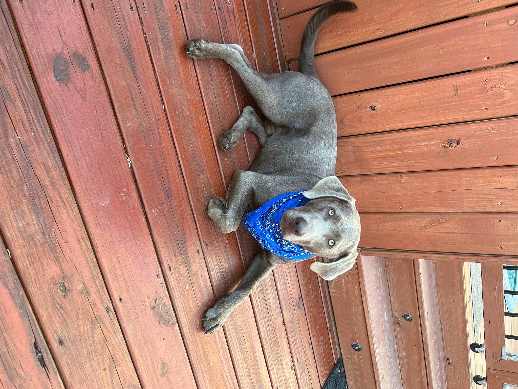 Gage joined the competition — help win amazing prizes! canidae, carnivore, dog_breed, door, electric_blue, fawn, hardwood, lumber, metal, plank, plywood, siding, snout, sporting_group, tail, varnish, vertebrate, wood, wood_flooring, wood_stain