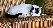 Tommy joined the competition — help win amazing prizes! cat, sleeping, couch, striped, vintage, furniture, indoor, pet, resting, white, black, animal, cozy, pillows, soft, relaxation, domestic, cute, calm, home