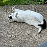 cat, white_cat, black_patches, lying_down, stretching, outdoor, concrete, grass, plants, relaxed, feline, pet, animal, nature, sunlight, paw, fur, side_view, daytime, resting