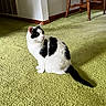 Tommy is registered to the contest to win money with this photo: cat, black_and_white, indoor, carpet, green_carpet, furniture, chair, wooden_chair, pet, animal, sitting, looking_away, domestic_cat, floor, vent, shadow, calm, cozy, home, side_view