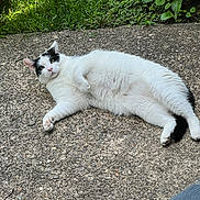 Tommy joined the competition — help win amazing prizes! cat, white_cat, black_patches, outdoor, stone_path, greenery, plants, relaxed, lying_down, pet, feline, sunlight, nature, fur, whiskers, ears, tail, paw, closeup, daytime