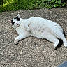 cat, white_cat, black_patches, outdoor, stone_path, greenery, plants, relaxed, lying_down, pet, feline, sunlight, nature, fur, whiskers, ears, tail, paw, closeup, daytime