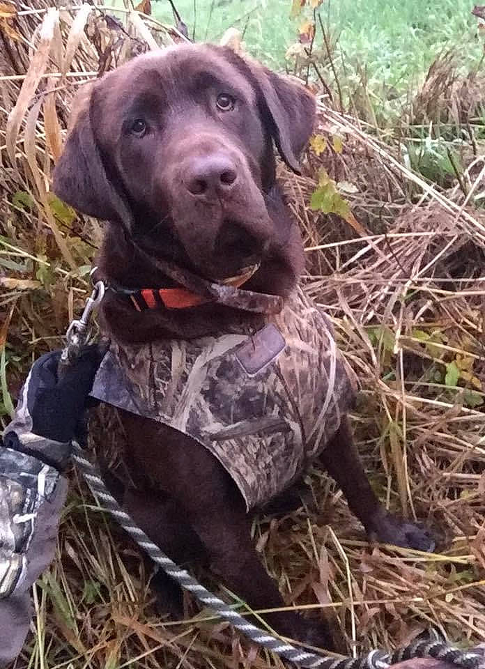 Benelli joined the competition — help win amazing prizes! canidae, carnivore, collar, companion_dog, dog, dog_breed, dog_collar, dog_supply, german_shorthaired_pointer, grass, gun_dog, hunting_dog, liver, plant, pointing_breed, recreation, snout, sporting_group, terrestrial_animal, working_animal
