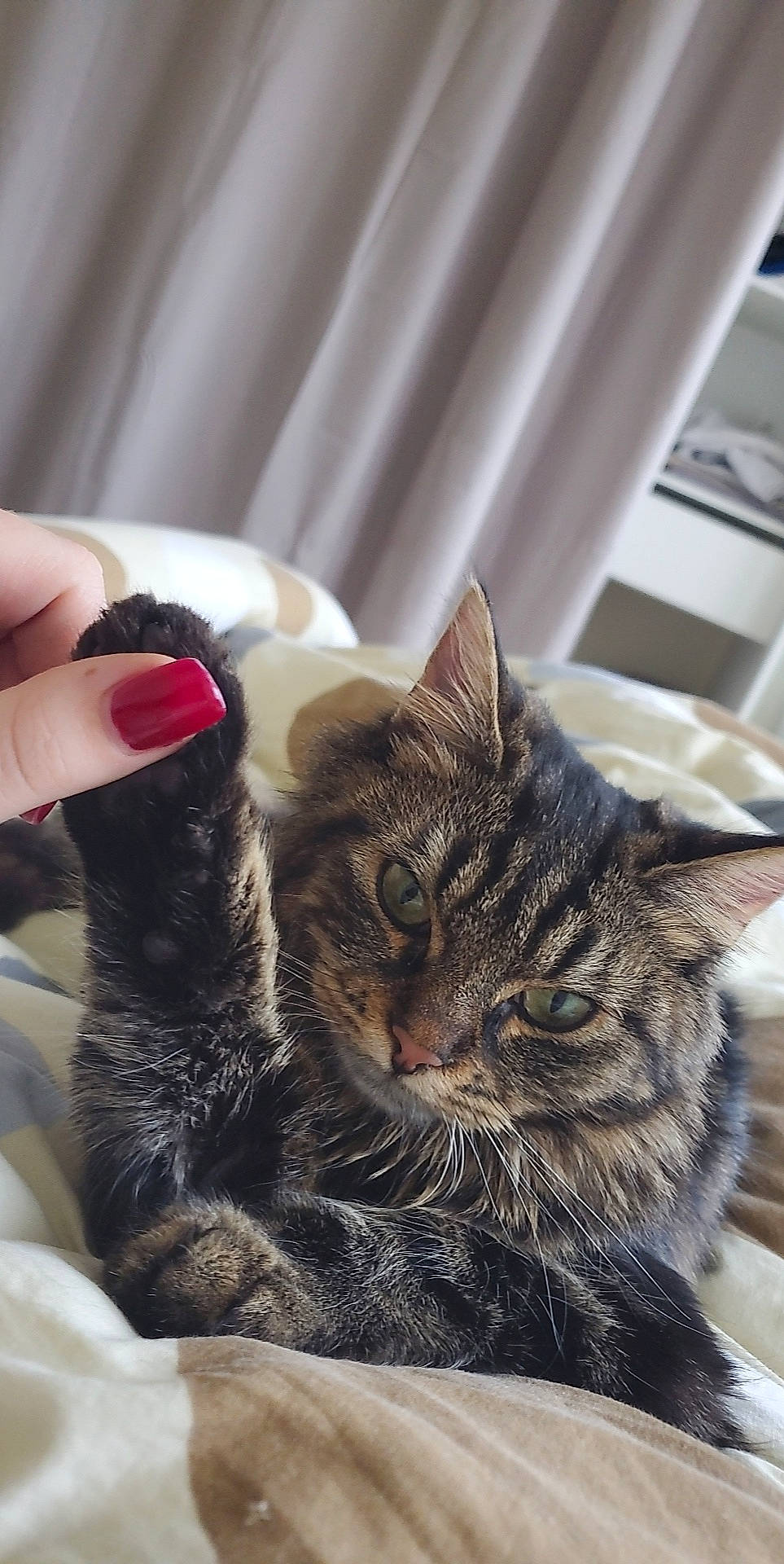 Ninette participe au concours pour gagner de l'argent avec cette photo : carnivore, cat, claw, comfort, curtain, domestic_short_haired_cat, ear, felidae, fur, gesture, mammal, nail, nail_care, paw, sitting, small_to_medium_sized_cats, snout, tail, thumb, whiskers