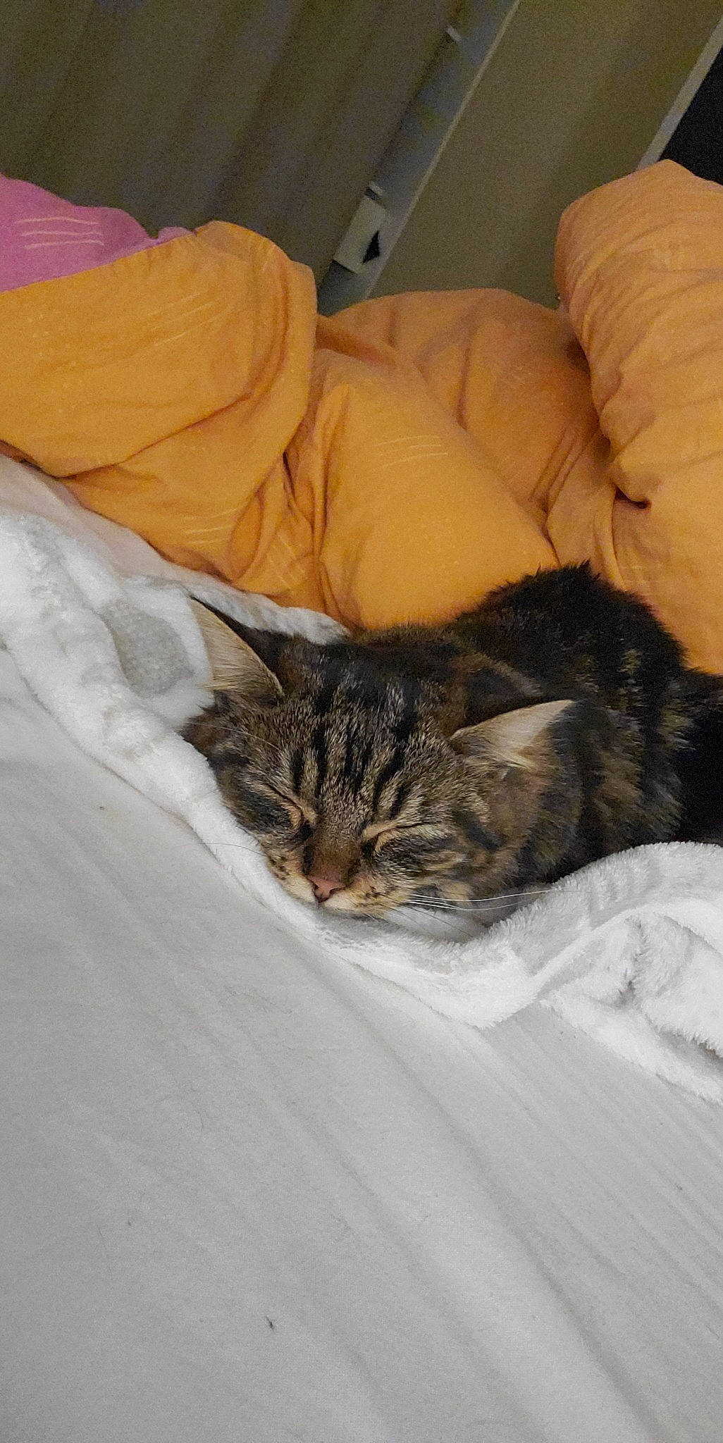 Ninette a rejoint le concours — aidez-le/la à gagner de superbes lots ! bed, bed_sheet, bedding, carnivore, cat, claw, comfort, domestic_short_haired_cat, felidae, fur, linens, nap, sleep, small_to_medium_sized_cats, textile, tree, whiskers