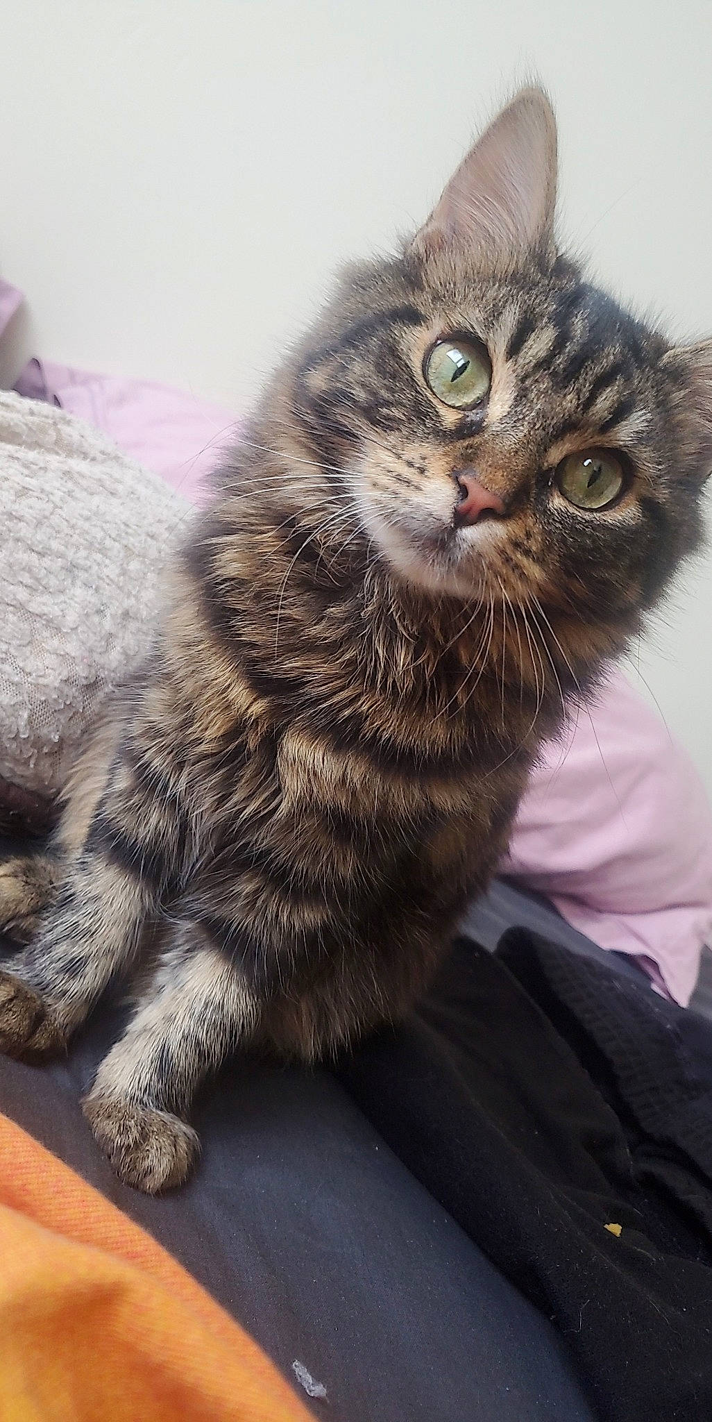 Ninette participe au concours pour gagner de l'argent avec cette photo : carnivore, cat, claw, domestic_short_haired_cat, felidae, fur, maine_coon, paw, sitting, small_to_medium_sized_cats, snout, tail, terrestrial_animal, whiskers