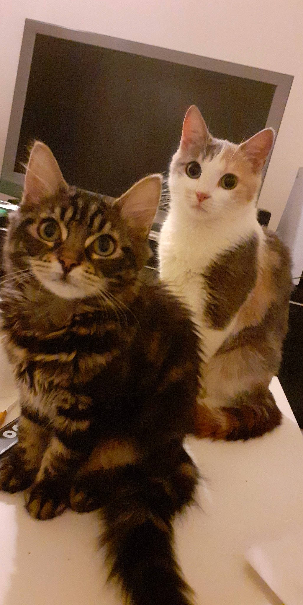 Ninette a rejoint le concours — aidez-le/la à gagner de superbes lots ! carnivore, cat, claw, comfort, domestic_short_haired_cat, eye, felidae, fur, gesture, mammal, paw, sitting, small_to_medium_sized_cats, snout, tail, vertebrate, whiskers, window