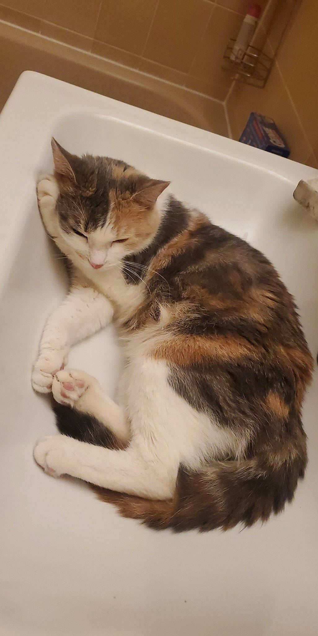 Lou participe au concours pour gagner de l'argent avec cette photo : bathroom, bathtub, carnivore, cat, claw, domestic_short_haired_cat, felidae, flooring, foot, fur, hardwood, paw, plumbing_fixture, small_to_medium_sized_cats, snout, tail, whiskers, wood
