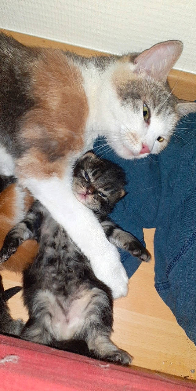 Lou participe au concours pour gagner de l'argent avec cette photo : carnivore, cat, claw, comfort, domestic_short_haired_cat, fawn, felidae, fur, lap, paw, small_to_medium_sized_cats, tail, tree, whiskers