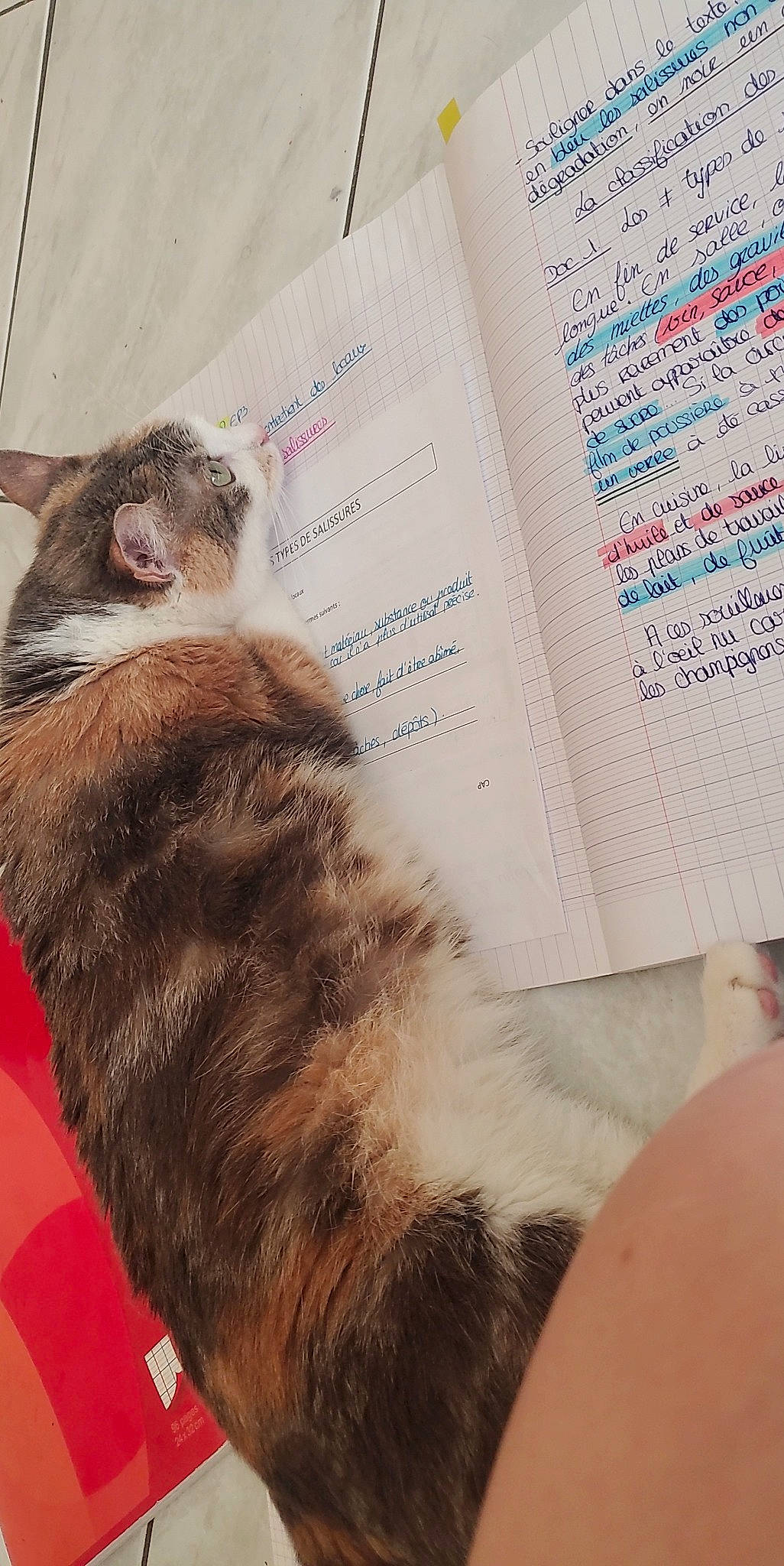 Lou participe au concours pour gagner de l'argent avec cette photo : book, carnivore, cat, claw, domestic_short_haired_cat, fawn, felidae, font, fur, ink, mammal, paper, paw, publication, small_to_medium_sized_cats, tail, textile, vertebrate, whiskers, writing