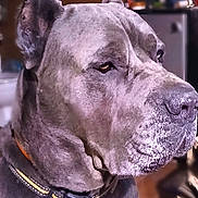 Man is registered to the contest to win money with this photo: dog, canine, pet, animal, gray_dog, close_up, indoor, collar, ears, face, portrait, watchful, furniture, blurred_background, domestic, muzzle, snout, fur, alert, companion