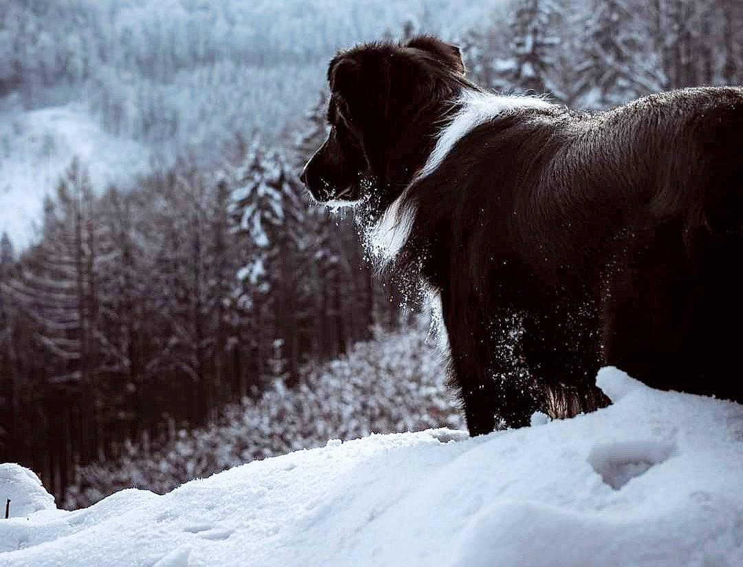 Loocky a rejoint le concours — aidez-le/la à gagner de superbes lots ! carnivore, companion_dog, dog, dog_breed, dog_collar, freezing, fur, gun_dog, liver, pointing_breed, retriever, slope, snout, snow, spaniel, sporting_group, tail, tree, window, winter