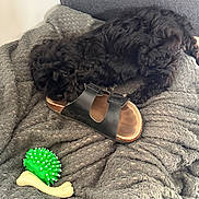 Bounty participe au concours pour gagner de l'argent avec cette photo : animal, black_dog, blanket, bone_toy, canine, cozy, curled_up, cute, dog, fur, green_toy, indoor, pet, playful, puppy, resting, sandal, sleepy, soft_texture, toy
