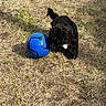 Bounty a rejoint le concours — aidez-le/la à gagner de superbes lots ! animal, black_dog, blue_soccer_ball, cute, daylight, dog, dry_grass, field, fun, fur, grass, nature, outdoor, pet, playing, puppy, small_dog, summer, sunlight, young_dog
