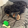 Bounty participe au concours pour gagner de l'argent avec cette photo : animal, black_dog, blanket, bone_toy, cozy, cute, dog, fabric, footwear, fur, green_toy, indoor, pet, puppy, relaxation, resting, sandal, sleeping, texture, toy