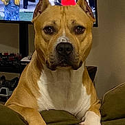 Tucker is registered to the contest to win money with this photo: dog, brown_dog, white_paws, couch, indoor, television, marching_band, people, uniform, musical_instruments, brass_instrument, person, living_room, pet, animal, furniture, watching_tv, close_up, front_view, resting