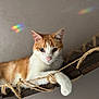 Marley a rejoint le concours — aidez-le/la à gagner de superbes lots ! cat, orange_and_white, hammock, rope, wood, indoor, animal, pet, relaxed, feline, resting, closeup, whiskers, paw, ears, wall, rainbow_reflection, natural_light, calm, focus