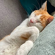 Marley participe au concours pour gagner de l'argent avec cette photo : cat, sleeping, orange_and_white, fur, cozy, couch, pet, relaxation, whiskers, paws, indoor, close_up, cute, adorable, nap, feline, resting, soft, domestic_animal, comfort