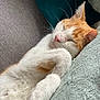 cat, sleeping, orange_and_white, fur, cozy, couch, pet, relaxation, whiskers, paws, indoor, close_up, cute, adorable, nap, feline, resting, soft, domestic_animal, comfort