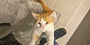 Marley participe au concours pour gagner de l'argent avec cette photo : cat, orange_cat, white_cat, climbing, legs, claws, indoor, wooden_floor, rug, pet, curious, playful, animal, feline, domestic_cat, looking_up, person, jeans, footwear, home