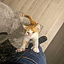 cat, orange_cat, white_cat, climbing, legs, claws, indoor, wooden_floor, rug, pet, curious, playful, animal, feline, domestic_cat, looking_up, person, jeans, footwear, home