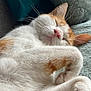 Marley a rejoint le concours — aidez-le/la à gagner de superbes lots ! cat, sleeping, close_up, orange_and_white, fur, paw, cozy, relaxed, pet, animal, whiskers, indoor, blanket, cute, resting, feline, nap, soft, comfortable, domestic_cat