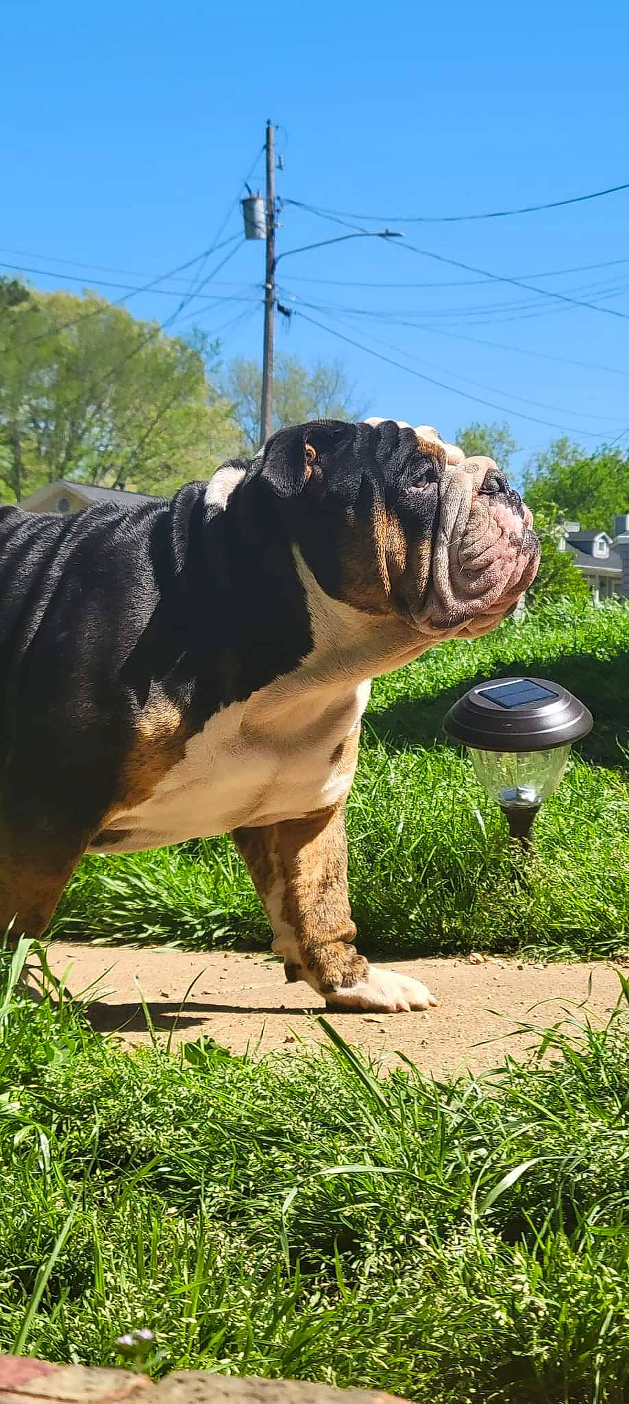 Thanos is registered to the contest to win money with this photo: art, bulldog, canidae, carnivore, collar, companion_dog, dog, dog_breed, dog_collar, fawn, grass, plant, sky, snout, sporting_group, terrestrial_animal, tree, working_animal, working_dog, wrinkle