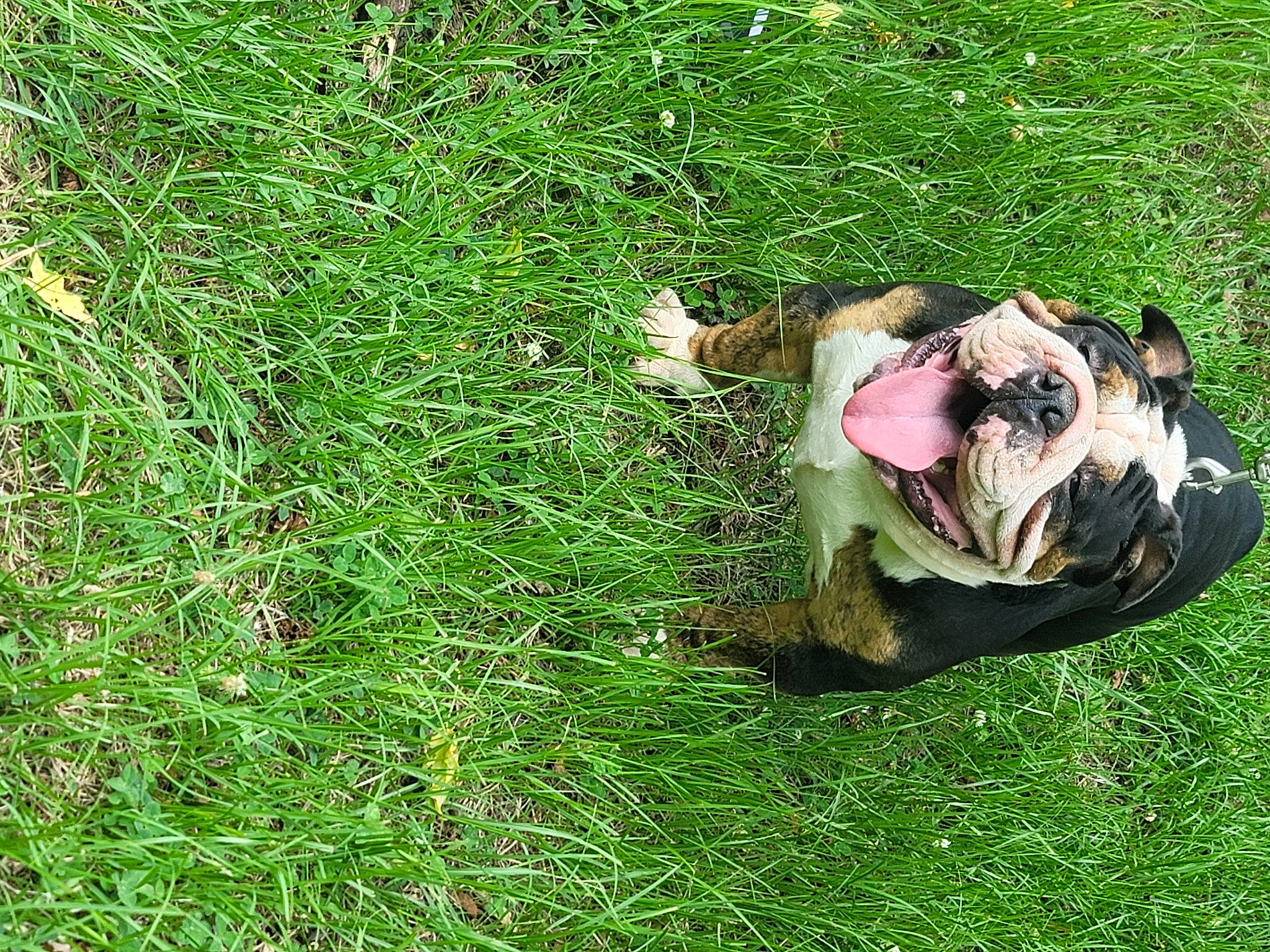 Thanos is registered to the contest to win money with this photo: canidae, companion_dog, dog_breed, fawn, grass, grass_family, grassland, groundcover, happy, lawn, meadow, pasture, people_in_nature, personal_protective_equipment, plant, prairie, shrub, sporting_group, terrestrial_animal, wildlife