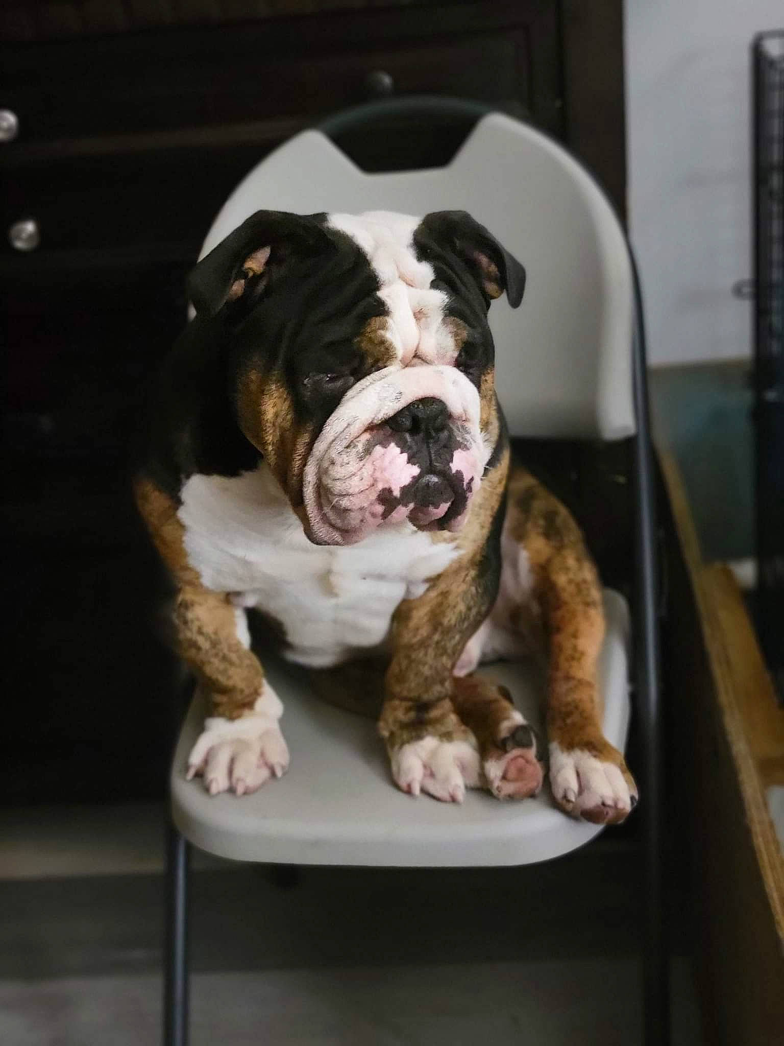 Thanos is registered to the contest to win money with this photo: bulldog, canidae, carnivore, comfort, companion_dog, dog, dog_breed, fawn, fur, non_sporting_group, old_english_bulldog, snout, sporting_group, table, tail, terrestrial_animal, whiskers, wood, working_animal, working_dog