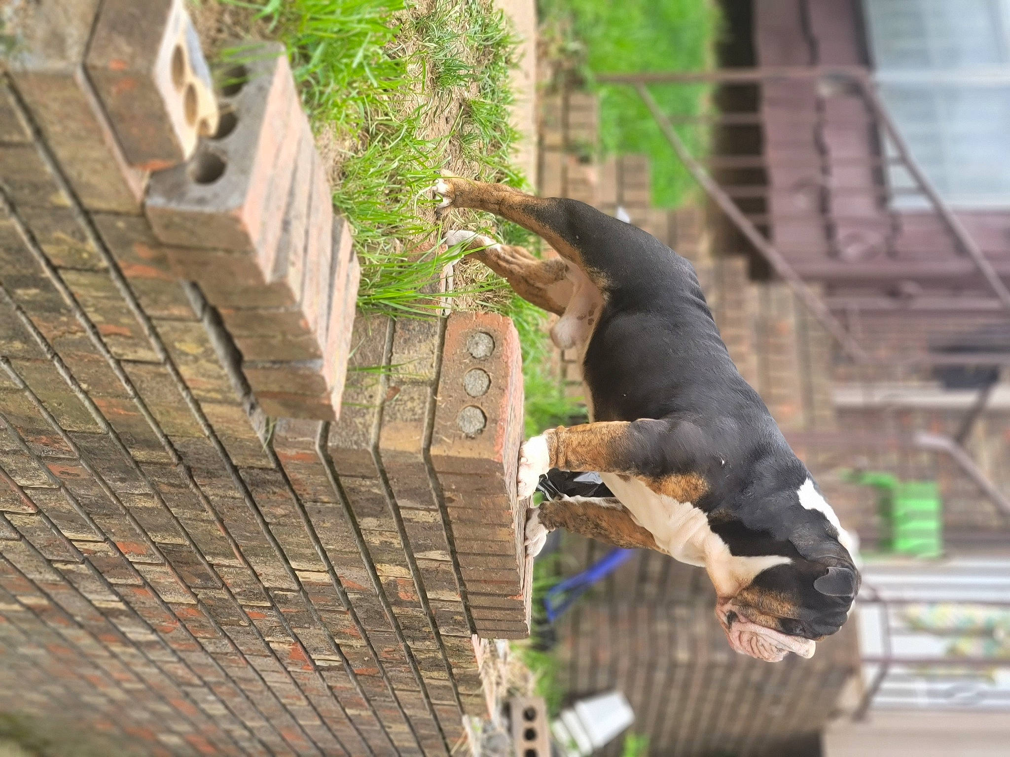 Thanos joined the competition — help win amazing prizes! beak, bird, canidae, carnivore, dog, dog_breed, grass, guard_dog, leisure, mammal, plant, sporting_group, tail, tree, trunk, wildlife, window, wing, wood, zoo