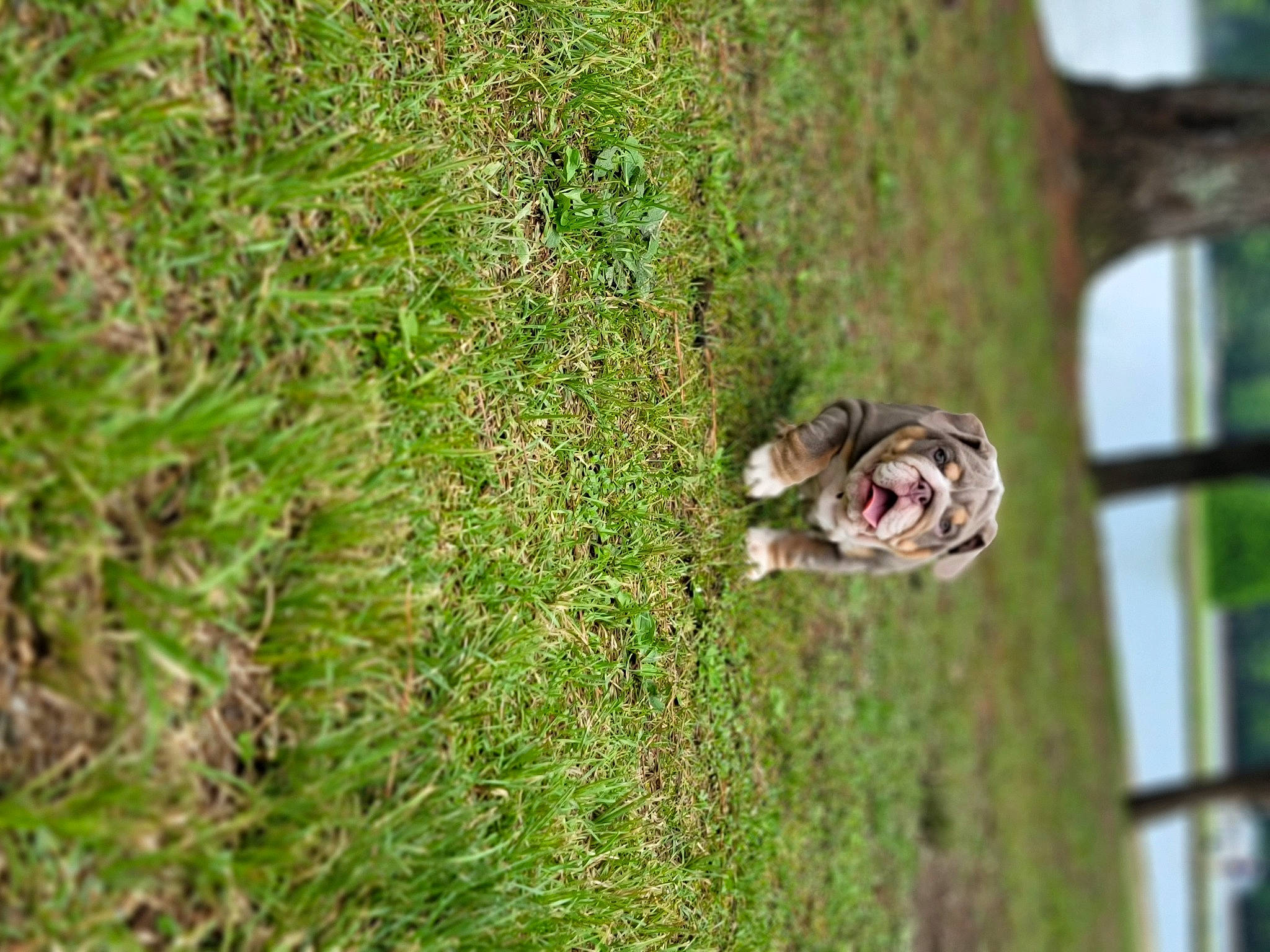 Teresa Mendoza is registered to the contest to win money with this photo: dog_breed, fawn, forest, grass, groundcover, jungle, plant, plant_stem, sporting_group, tail, terrestrial_animal, terrestrial_plant, tree, trunk, twig, vegetation, wildlife, wood