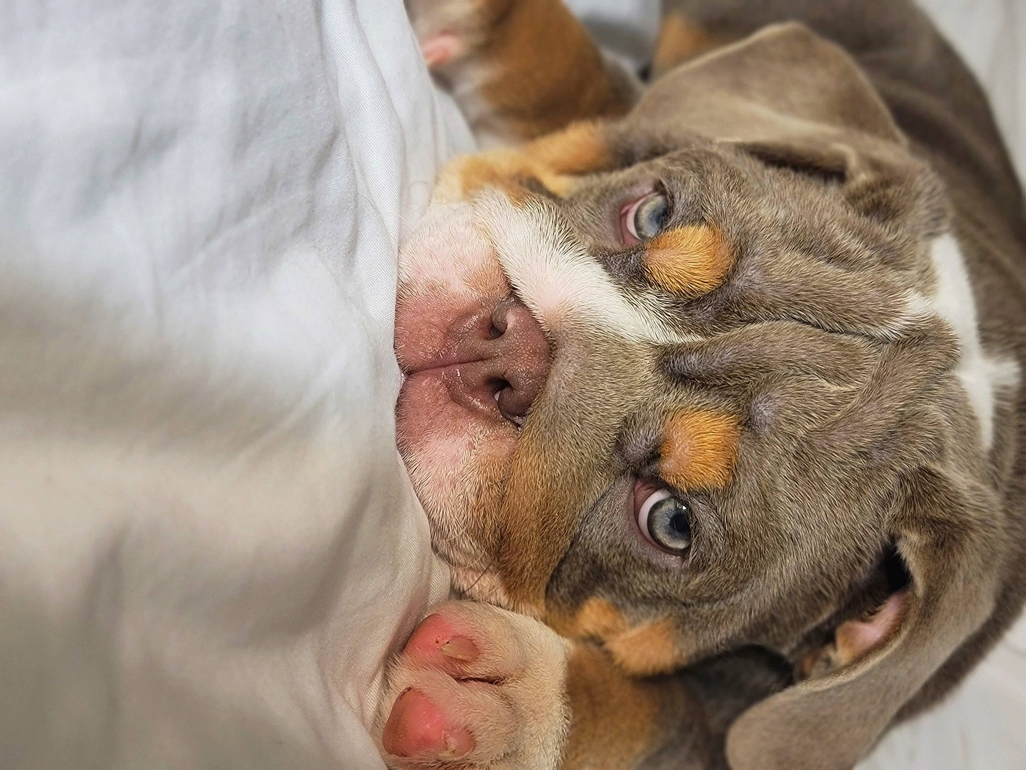 Teresa Mendoza joined the competition — help win amazing prizes! canidae, carnivore, companion_dog, dog, dog_breed, ear, fawn, felidae, fur, liver, nail, paw, pinscher, snout, sporting_group, street_dog, toy_dog, whiskers, working_animal, wrinkle