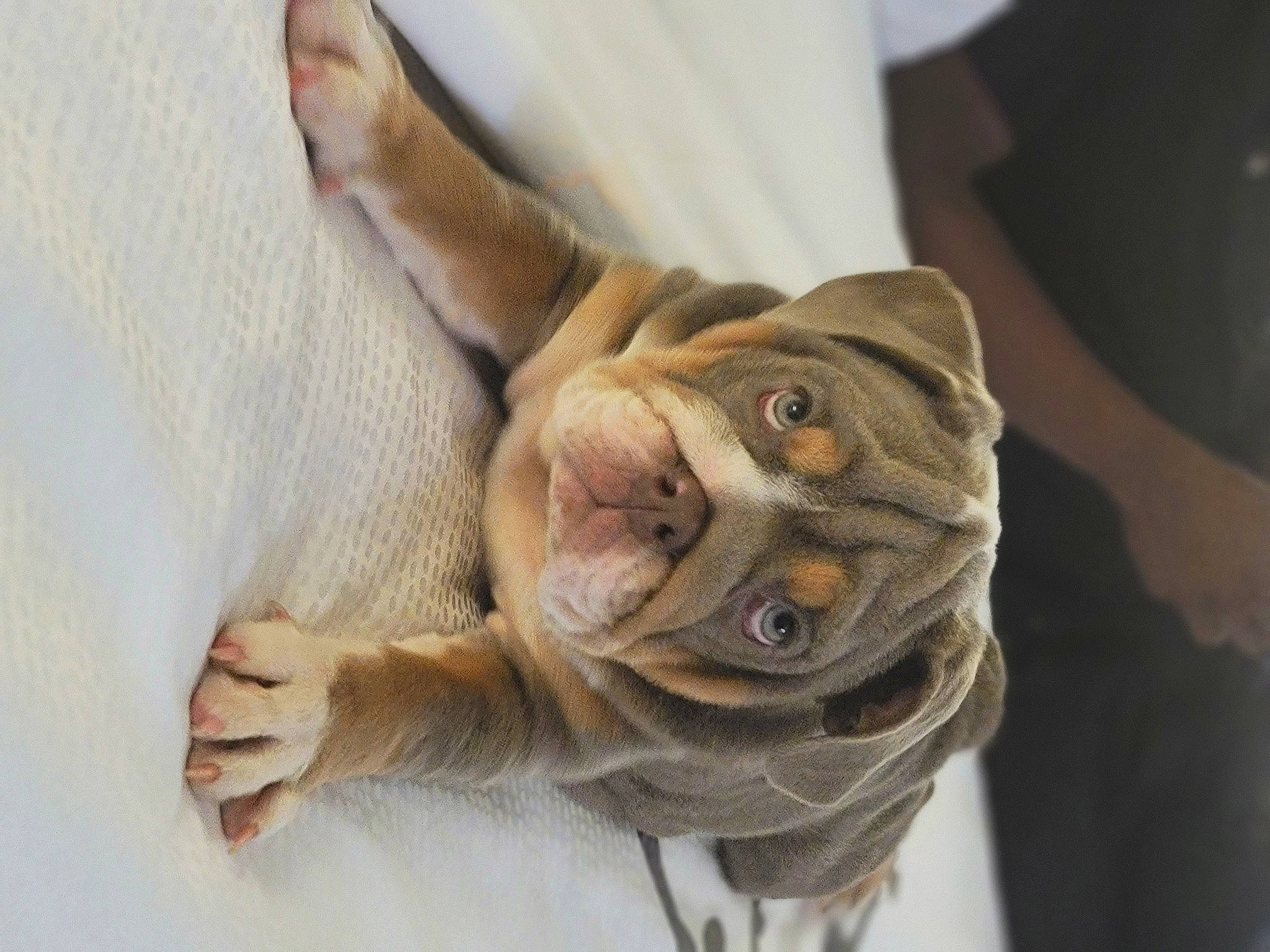 Teresa Mendoza joined the competition — help win amazing prizes! art, carnivore, comfort, companion_dog, dog, dog_breed, fawn, felidae, flooring, foot, fur, gesture, human_body, human_leg, small_to_medium_sized_cats, toy, whiskers, wood, working_animal, wrinkle