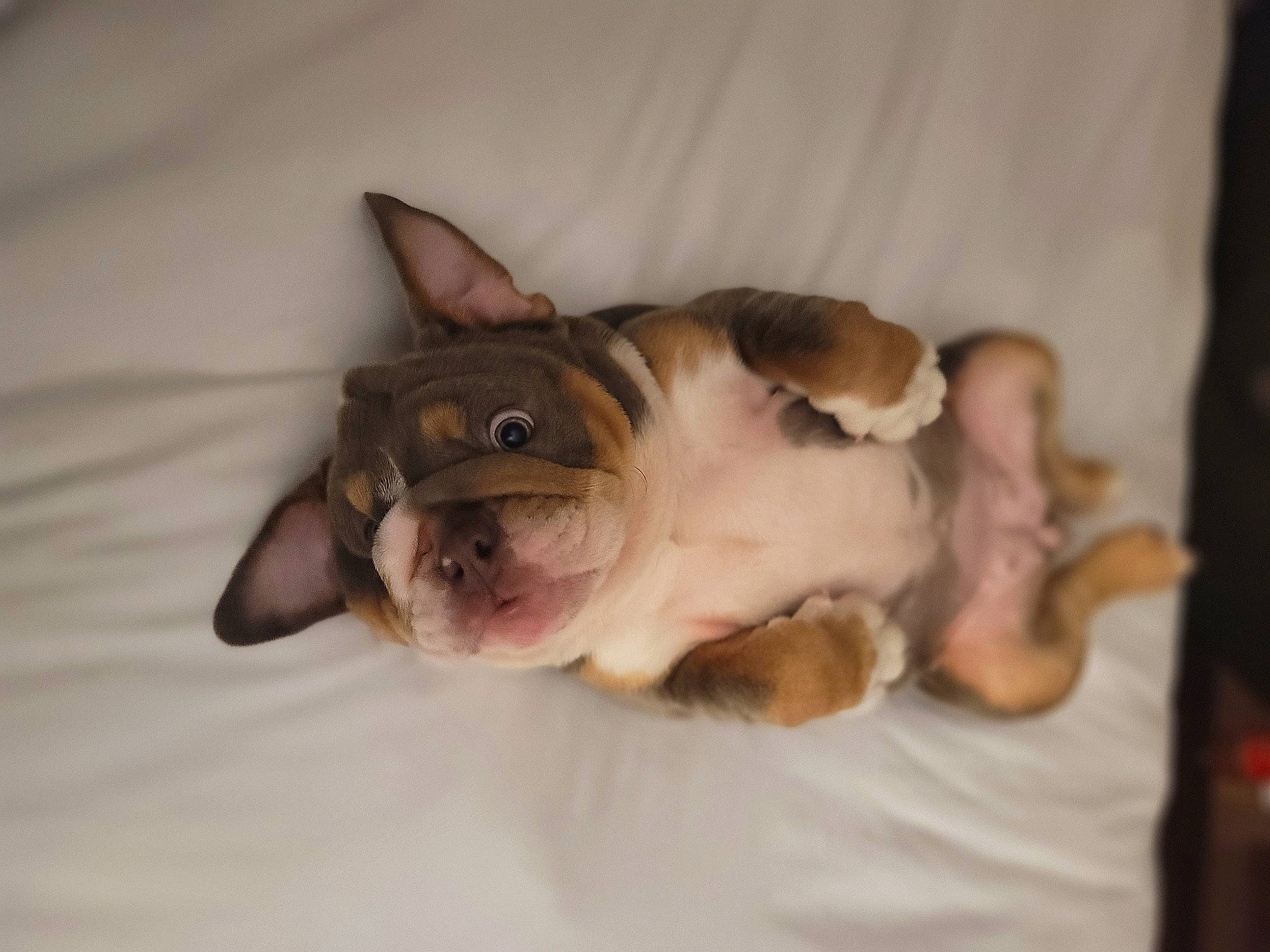 Teresa Mendoza is registered to the contest to win money with this photo: boston_terrier, carnivore, comfort, companion_dog, dessert, dog, dog_breed, ear, fawn, felidae, french_bulldog, fur, liver, paw, small_to_medium_sized_cats, snout, toy_dog, whiskers, working_animal, wrinkle