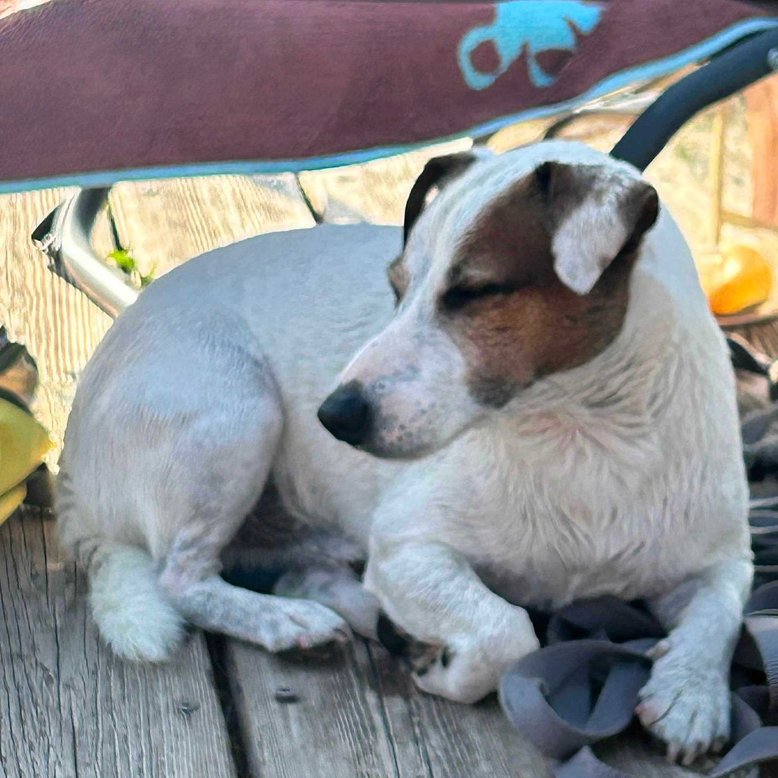 Ralf a rejoint le concours — aidez-le/la à gagner de superbes lots ! dog, white_dog, brown_patches, sleepy, resting, lying_down, outdoor, wooden_deck, patio, chair, pet, canine, short_hair, floppy_ears, black_nose, closed_eyes, relaxed, sunlight, collar, photograph