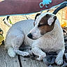 Ralf participe au concours pour gagner de l'argent avec cette photo : dog, white_dog, brown_patches, sleeping, resting, lying_down, outdoor, bench, wood, leash, pet, canine, short_hair, floppy_ears, black_nose, relaxed, close_up, portrait, sunlight, background