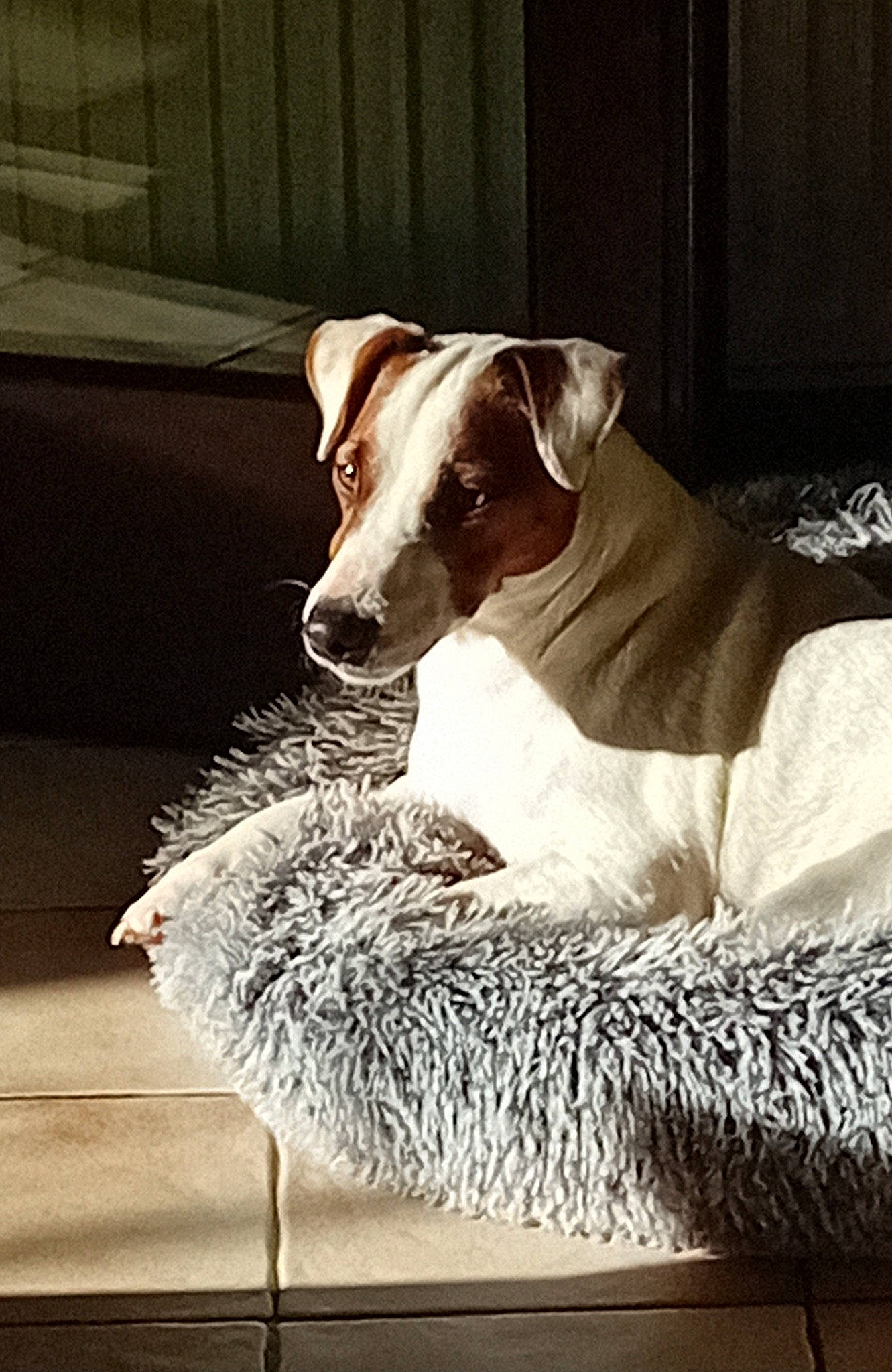 Ralf participe au concours pour gagner de l'argent avec cette photo : carnivore, chair, collar, comfort, companion_dog, couch, dog, dog_breed, dog_clothes, dog_collar, dog_supply, fur, linens, pet_supply, pillow, rectangle, throw_pillow, whiskers, wood, working_animal