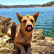 Boots joined the competition — help win amazing prizes! animal, canine, daytime, dog, flower, happy, lake, landscape, nature, outdoor, pet, playful, relaxed, rock, scenic, summer, sunny, tongue_out, water, wildlife