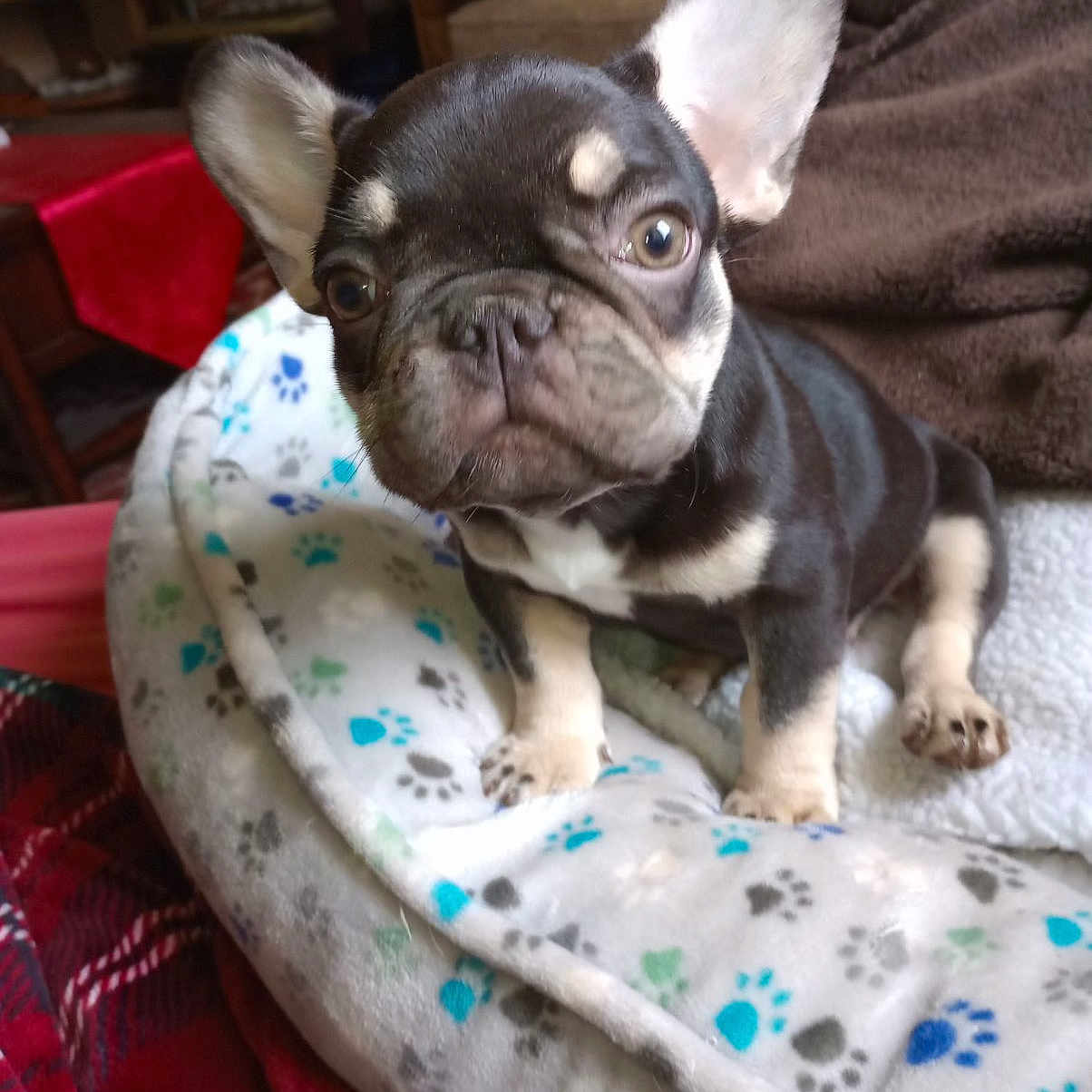 Sophie is registered to the contest to win money with this photo: animal, blanket, bostonbull, boxer, bulldog, canine, couch, cushion, dog, frenchbulldog, furniture, homedecor, hound, pet, pitbull, puppy, quilt