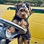 Blue is registered to the contest to win money with this photo: adorable, animal, cute, daytime, dog, fluffy, fur, grass, greenery, outdoor, park, pet, playful, puppy, sky, small_dog, steering_wheel, toy_bow, vehicle_seat, yellow_seat